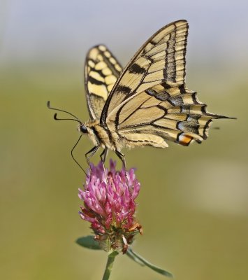 Koninginnenpage / Common Yellow Swallowtail