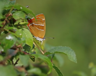 Sleedoornpage / Brown Hairstreak