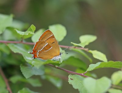 Sleedoornpage / Brown Hairstreak