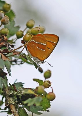 Sleedoornpage / Brown Hairstreak