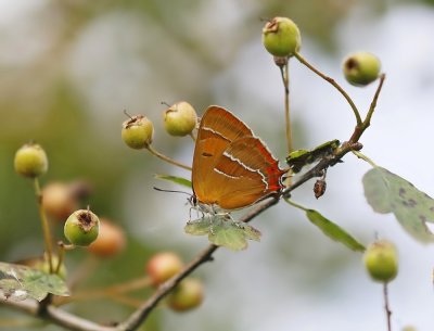 Sleedoornpage / Brown Hairstreak