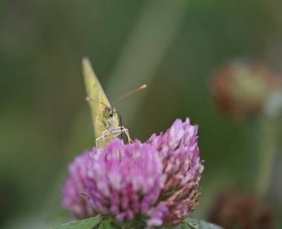 Gele Luzernevlinder / Pale Clouded Yellow