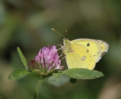 Gele Luzernevlinder / Pale Clouded Yellow