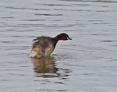 Dodaars / Little Grebe