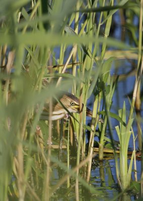 Woudaap / Little Bittern