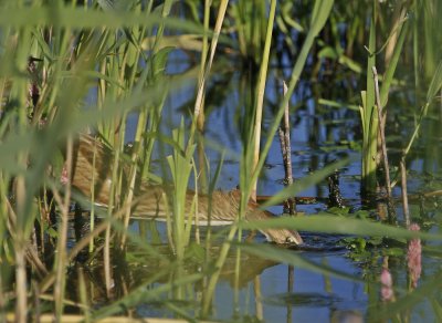 Woudaap / Little Bittern
