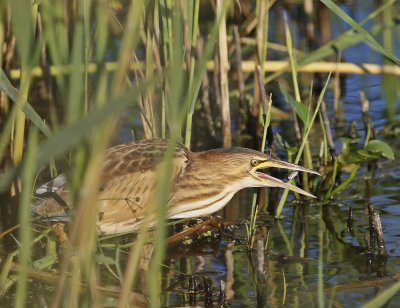 Woudaap / Little Bittern