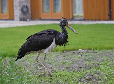 Zwarte Ooievaar / Black Stork
