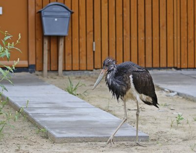 Zwarte Ooievaar / Black Stork