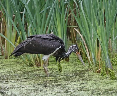 Zwarte Ooievaar / Black Stork