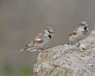 Huismus / House Sparrow
