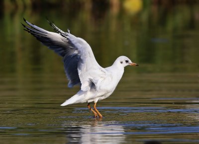 Kokmeeuw / Black-headed Gull