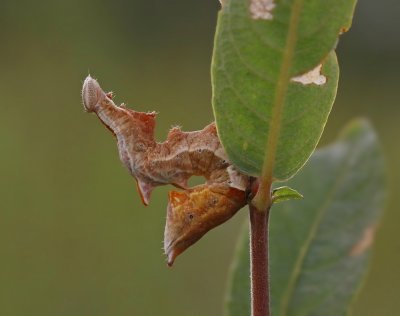 Rups van Kameeltje / Caterpillar of Pebble Prominent