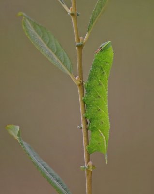 Rups van Pauwoogpijlstaart / Caterpillar of Eyed Hawk-moth