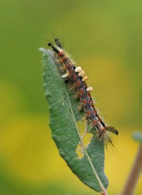 Rups van Witvlakvlinder / Caterpillar of Vapourer