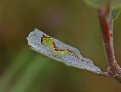 Rups van Hermelijnvlinder / Caterpillar of Puss Moth