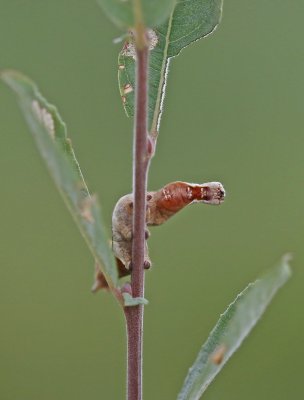 Rups van Kameeltje / Caterpillar of Pebble Prominent