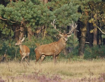 Edelhert / Red Deer