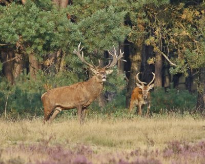 Edelhert / Red Deer