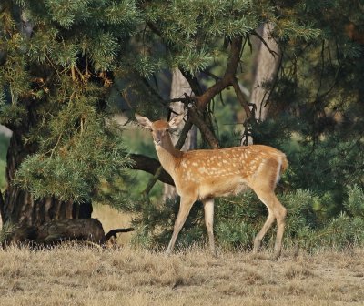 Edelhert / Red Deer