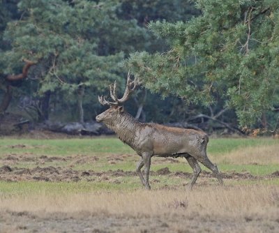 Edelhert / Red Deer