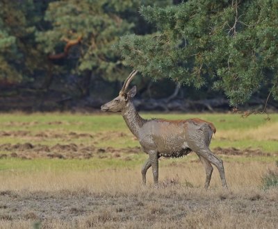 Edelhert / Red Deer
