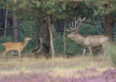 Edelhert / Red Deer