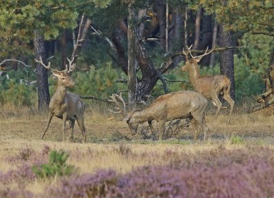 Edelhert / Red Deer
