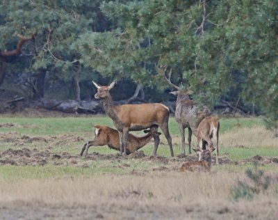 Edelhert / Red Deer