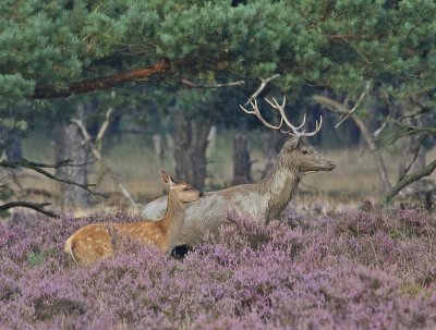 Edelhert / Red Deer