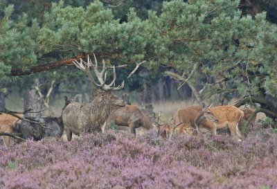 Edelhert / Red Deer