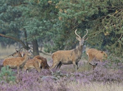 Edelhert / Red Deer