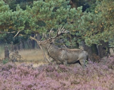 Edelhert / Red Deer