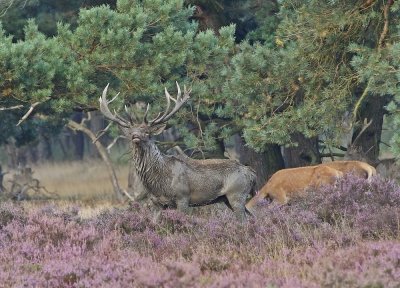 Edelhert / Red Deer