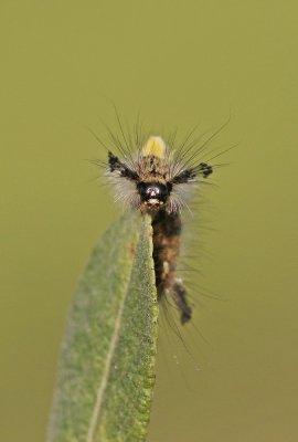 Rups van Witvlakvlinder / Caterpillar of Vapourer