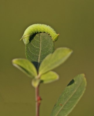 Rups van Pauwoogpijlstaart / Caterpillar of Eyed Hawk-moth