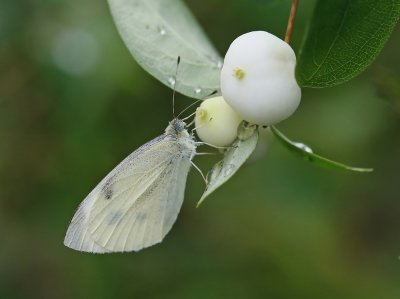 Scheefbloemwitje / Southern Small White