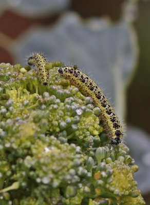 Rups van Groot Koolwitje / Caterpillar of Large White