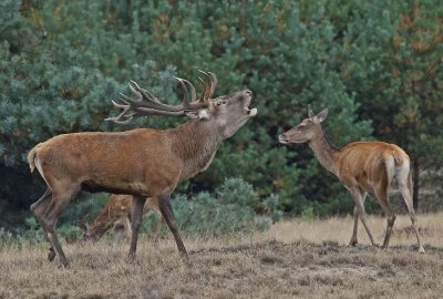 Edelhert / Red Deer