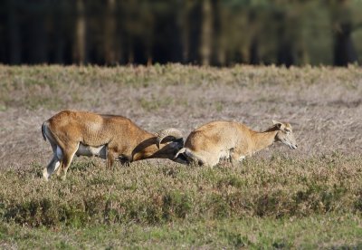 Moeflon / Mouflon