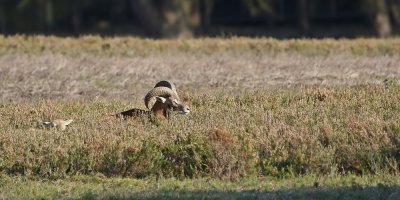 Moeflon / Mouflon