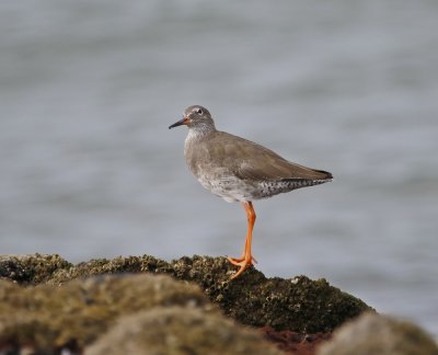Tureluur / Common Redshank