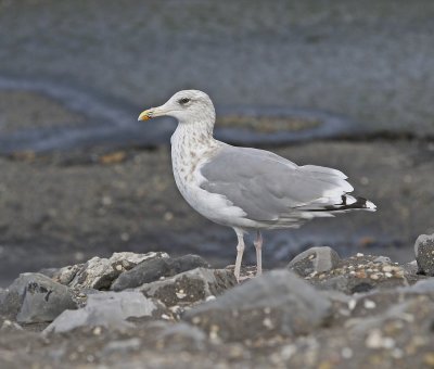 Zilvermeeuw / European Herring Gull