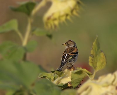 Keep / Brambling