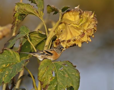 Keep / Brambling