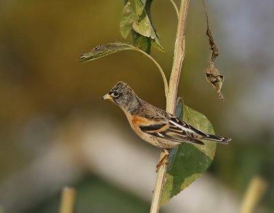 Keep / Brambling