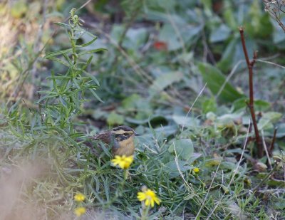 Bergheggenmus / Siberian Accentor