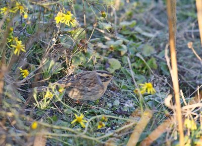 Bergheggenmus / Siberian Accentor