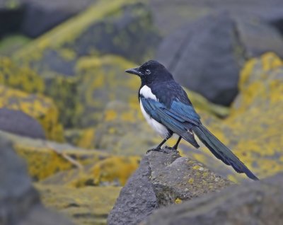 Ekster / Eurasian Magpie