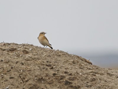 Tapuit / Northern Wheatear